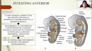 EMBRIOLOGÍA SISTEMA DIGESTIVO [upl. by Thelma]