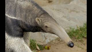 Interesting Facts about Anteater [upl. by Graniela]