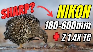 Nikon Z 180600  How does it perform with the Z 14 Teleconverter in the Field Bird Photography [upl. by Dag744]