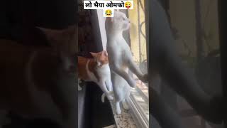 bagad Billa ki gaali bhaiya omfo😜😂 Inta viral gaali wala video🤣 shorts funny bagadbilla cat yt [upl. by Val]