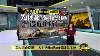 不忍看到乌龟被碾死 男子设赫曼陆龟保护中心  八点最热报 21112024 [upl. by Codding19]