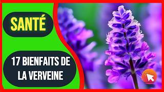 Bienfait de la verveine  plante medicinale [upl. by Alysoun492]