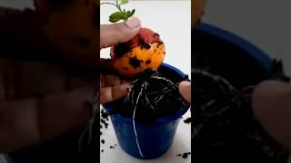 Grow a Single Orange Tree Combination from Apple and Orange Fruit trending garden [upl. by Magna]