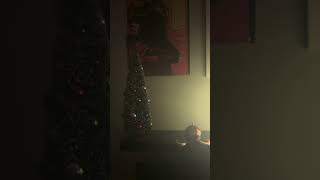 Murph’s Christmas lights christmas fortnite viralshorts [upl. by Iaria]