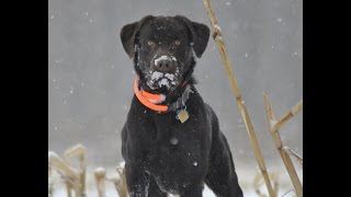 Pheasant Hunting With Dogs  Tips for Beginners Part 3 [upl. by Einreb]