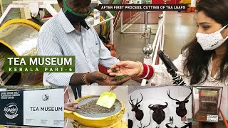 Process of Tea Manufacturing  TATA Tea Museum  Tourist Place of Munnar  KDHP Tea Museum  Kerala [upl. by Randolf]