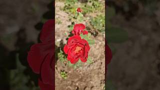 Red Rose❤️❤️ gardening gardeningwithus roses rosegarden homegardens shorts ytshorts harvest [upl. by Nnylrebma591]