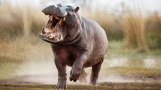 Deadly Encounters With A Hippo Africas Most Dangerous Wildlife [upl. by Alison684]