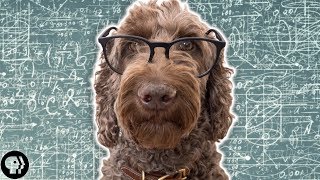 How Smart is Your Dog [upl. by Normak]