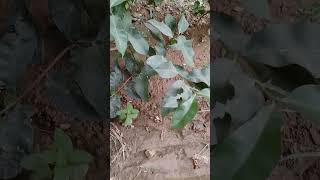 Indonesian bay leaf plant gardenplants nature garden gardening [upl. by Sakmar]