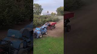 Dust is good Hazelnut harvest farming ontariohazelnuts [upl. by Aiym]