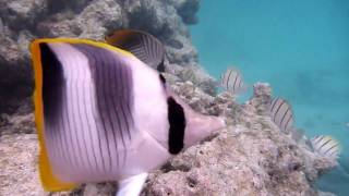 SNORKEL Manihi Pearl Beach Resort  French Polynesia [upl. by Suidaht]