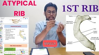 First Rib Anatomy Bangla  Atypical Ribs [upl. by Drahsir360]