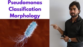 PSEUDOMONAS AERUGINOSA  Classification  Morphology  Lab Diagnosis By Abhishek sir [upl. by Annaigroeg698]