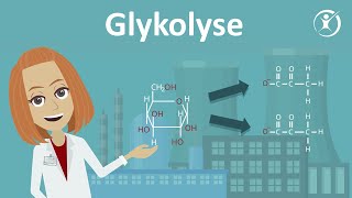 Die Glykolyse  Zellatmung Stoffabbau amp Stoffwechsel  Studyflix [upl. by Hartill]