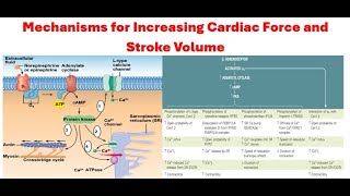 The Mechanisms by Which Cardiac Force and Stroke Volume Increase Calcium Channel Blocker Mechanism [upl. by Fitzhugh920]