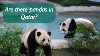 Are there pandas in Qatar  Inside World’s Biggest Panda House Qatar [upl. by Susejedesoj]