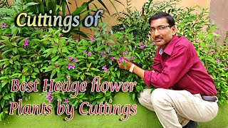 Grow Best Flowering Hedging Plant Eranthemum from Cuttings [upl. by Thurman]