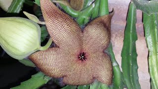 Amazing plantStapelia gigantea [upl. by Annaiuq]