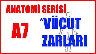 Vücut Zarları A7 Anatomi Serisi [upl. by Ecnar]