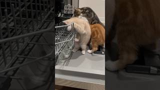 Kittens Trying To Help With The Dishes 🐱🥰  Week 85  Short 272 cat kitten animals dailyvlog [upl. by Arytal]