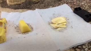 Ants react to Butter vs Margarine [upl. by Scarface]