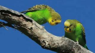 From the best selling album Happy Budgies [upl. by Guillema]