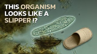 Paramecium caudatum • Aquarium Creatures You Have Never Seen Before • PART 8 [upl. by Lordan]