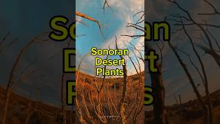 Sonoran Desert Plants hiking arizona nature phoenix [upl. by Hyacintha2]