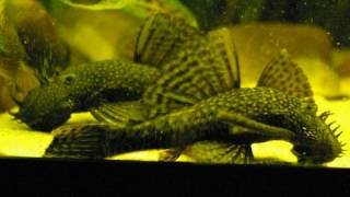 My big adult Bristlenose pleco  Antennenwelse Ancistrus 23 [upl. by Pollak]