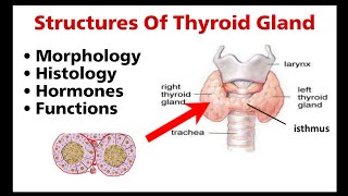 Thyroid gland structure and function morphology  histology  types of hormone [upl. by Faludi]