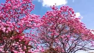 O ipê rosa Tabebuia heptaphylla é uma árvore brasileira [upl. by Allys557]