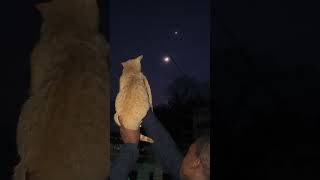 Viewing the crescent moon and star with my catcute [upl. by Nedlog]