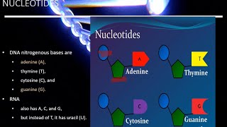 Nucleic Acid  Biochemistry Biological Macromolecules  Building Blocks of Life Bio with Nehad [upl. by Lebana80]