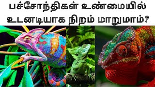 பச்சோந்தி பற்றிய சுவாரஸ்யமான தகவல் Chameleon Changing Color Interesting facts in Tamil [upl. by Nnaeitak]