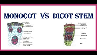 Monocot vs Dicot stem [upl. by Latta325]