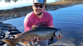 Salmon Fishing At Its Best Have You Ever Seen A River With This Much Fish [upl. by Casabonne]