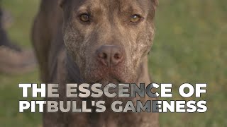 The Truth About American Pitbull Terriers [upl. by Gonsalve63]