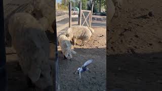 🇭🇺匈牙利布達佩斯動物園帶Q毛的豬豬 Mangalica in budapest zoo animals [upl. by Edwyna]