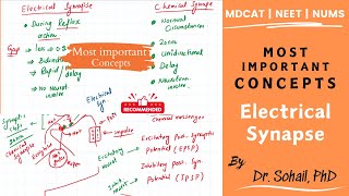 Difference between chemical and electrical synapse  MDCAT  NEET [upl. by Lytsirk]