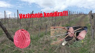 IZ NJIVE Posupak vezivanja kondira u vinogradu [upl. by Lovett41]