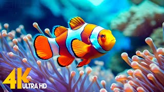 Aquarium 4K VIDEO ULTRA HD 🐠 Beautiful Coral Reef Fish  Relaxing Sleep Meditation Music 9 [upl. by Alexander]