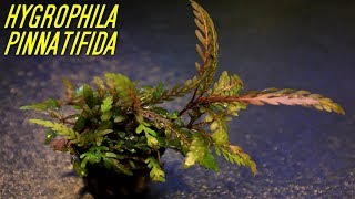 Beginner Aquarium plants that experts use Hygrophila Pinnatifida [upl. by Eirlav]