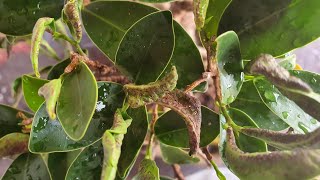 Ficus atacado por tripes como combater [upl. by Childers]