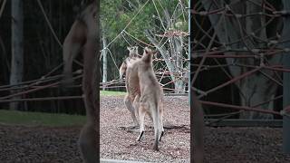 Kangaroos fighting at the playground 😆 [upl. by Deming]