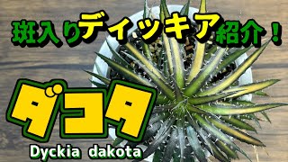 斑入りディッキアと言えばこれ！ダコタ Dyckia dakota mediopicta Cool Dyckia [upl. by Kosaka]