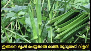 ഇങ്ങനെ കൃഷി ചെയ്താൽ വെണ്ട നൂറു മേനി വിളവ്‌ [upl. by Ocirderf]