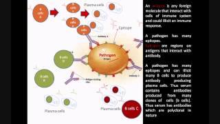 Monoclonal and Polyclonal antibodies  Immunology biologyexams4u [upl. by Dreda]