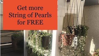 Two Foolproof ways to propagate String of Pearls [upl. by Imefulo]