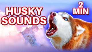 Husky Sounds 2 Minutes [upl. by Corri]